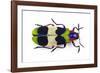 Jewel Beetle from Thailand Chrysochroa Corbetti Top View-Darrell Gulin-Framed Photographic Print