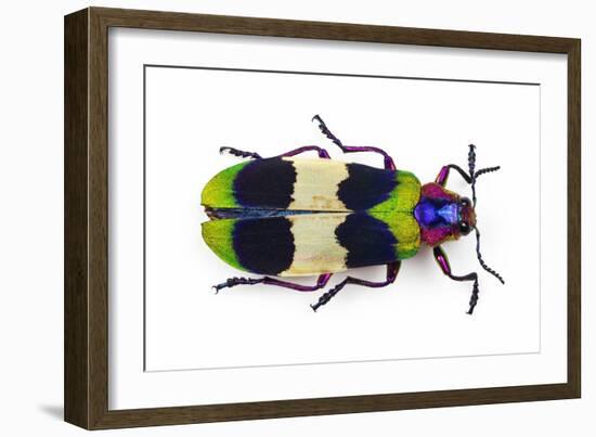 Jewel Beetle from Thailand Chrysochroa Corbetti Top View-Darrell Gulin-Framed Photographic Print