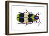 Jewel Beetle from Thailand Chrysochroa Corbetti Top View-Darrell Gulin-Framed Photographic Print