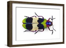 Jewel Beetle from Thailand Chrysochroa Corbetti Top View-Darrell Gulin-Framed Photographic Print