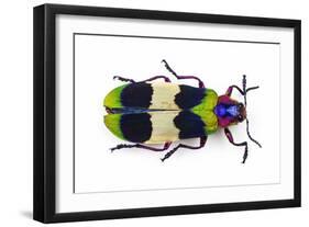 Jewel Beetle from Thailand Chrysochroa Corbetti Top View-Darrell Gulin-Framed Photographic Print