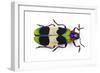 Jewel Beetle from Thailand Chrysochroa Corbetti Top View-Darrell Gulin-Framed Photographic Print