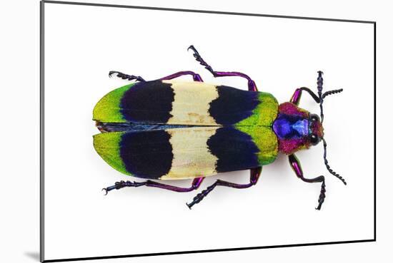 Jewel Beetle from Thailand Chrysochroa Corbetti Top View-Darrell Gulin-Mounted Photographic Print