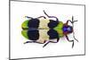 Jewel Beetle from Thailand Chrysochroa Corbetti Top View-Darrell Gulin-Mounted Photographic Print