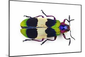 Jewel Beetle from Thailand Chrysochroa Corbetti Top View-Darrell Gulin-Mounted Photographic Print