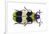 Jewel Beetle from Thailand Chrysochroa Corbetti Top View-Darrell Gulin-Framed Photographic Print