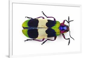 Jewel Beetle from Thailand Chrysochroa Corbetti Top View-Darrell Gulin-Framed Photographic Print