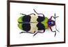 Jewel Beetle from Thailand Chrysochroa Corbetti Top View-Darrell Gulin-Framed Photographic Print