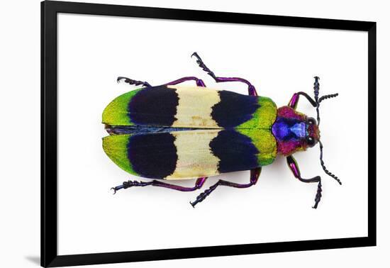 Jewel Beetle from Thailand Chrysochroa Corbetti Top View-Darrell Gulin-Framed Photographic Print