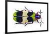 Jewel Beetle from Thailand Chrysochroa Corbetti Top View-Darrell Gulin-Framed Photographic Print