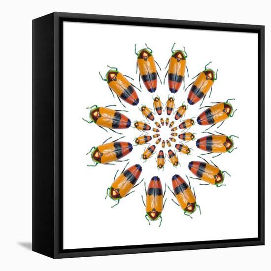 Jewel Beetle Metaxymorpha Nigrofasicata-Darrell Gulin-Framed Stretched Canvas