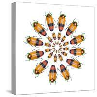 Jewel Beetle Metaxymorpha Nigrofasicata-Darrell Gulin-Stretched Canvas