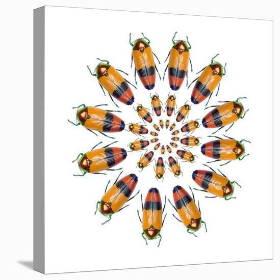 Jewel Beetle Metaxymorpha Nigrofasicata-Darrell Gulin-Stretched Canvas