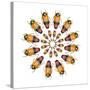Jewel Beetle Metaxymorpha Nigrofasicata-Darrell Gulin-Stretched Canvas