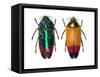 Jewel Beetle Metaxymorpha Nigrofasicata-Darrell Gulin-Framed Stretched Canvas