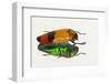 Jewel Beetle Metaxymorpha Nigrofasicata-Darrell Gulin-Framed Photographic Print