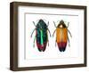 Jewel Beetle Metaxymorpha Nigrofasicata-Darrell Gulin-Framed Photographic Print