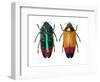 Jewel Beetle Metaxymorpha Nigrofasicata-Darrell Gulin-Framed Photographic Print