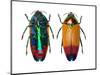 Jewel Beetle Metaxymorpha Nigrofasicata-Darrell Gulin-Mounted Photographic Print