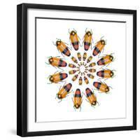 Jewel Beetle Metaxymorpha Nigrofasicata-Darrell Gulin-Framed Photographic Print