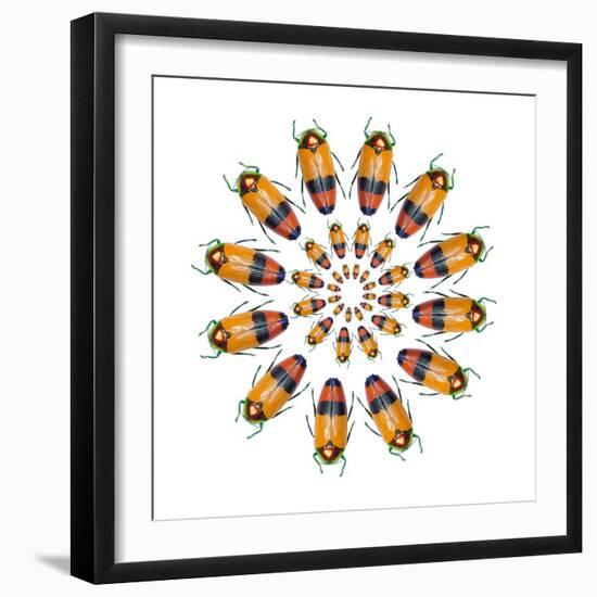 Jewel Beetle Metaxymorpha Nigrofasicata-Darrell Gulin-Framed Photographic Print