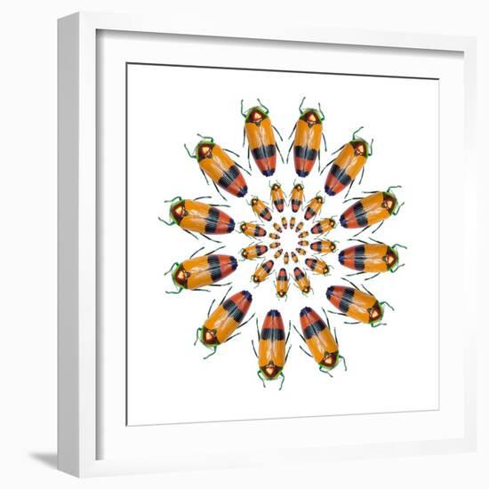Jewel Beetle Metaxymorpha Nigrofasicata-Darrell Gulin-Framed Photographic Print