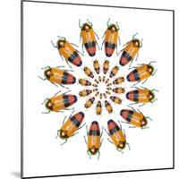 Jewel Beetle Metaxymorpha Nigrofasicata-Darrell Gulin-Mounted Photographic Print