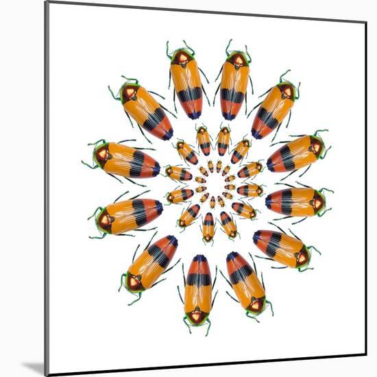 Jewel Beetle Metaxymorpha Nigrofasicata-Darrell Gulin-Mounted Photographic Print