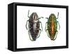 Jewel Beetle Poloybothris Sumptuosa Sumptuosa-Darrell Gulin-Framed Stretched Canvas