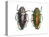 Jewel Beetle Poloybothris Sumptuosa Sumptuosa-Darrell Gulin-Stretched Canvas