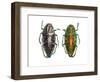 Jewel Beetle Poloybothris Sumptuosa Sumptuosa-Darrell Gulin-Framed Photographic Print