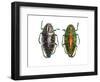 Jewel Beetle Poloybothris Sumptuosa Sumptuosa-Darrell Gulin-Framed Photographic Print