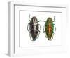 Jewel Beetle Poloybothris Sumptuosa Sumptuosa-Darrell Gulin-Framed Photographic Print