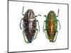 Jewel Beetle Poloybothris Sumptuosa Sumptuosa-Darrell Gulin-Mounted Photographic Print