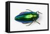Jewel Beetle Sternocera Aequisignata in Bright Green-Darrell Gulin-Framed Stretched Canvas