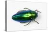 Jewel Beetle Sternocera Aequisignata in Bright Green-Darrell Gulin-Stretched Canvas