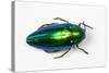 Jewel Beetle Sternocera Aequisignata in Bright Green-Darrell Gulin-Stretched Canvas