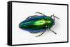 Jewel Beetle Sternocera Aequisignata in Bright Green-Darrell Gulin-Framed Stretched Canvas