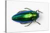 Jewel Beetle Sternocera Aequisignata in Bright Green-Darrell Gulin-Stretched Canvas