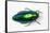 Jewel Beetle Sternocera Aequisignata in Bright Green-Darrell Gulin-Framed Stretched Canvas