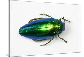 Jewel Beetle Sternocera Aequisignata in Bright Green-Darrell Gulin-Stretched Canvas