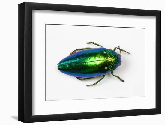 Jewel Beetle Sternocera Aequisignata in Bright Green-Darrell Gulin-Framed Premium Photographic Print