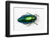 Jewel Beetle Sternocera Aequisignata in Bright Green-Darrell Gulin-Framed Premium Photographic Print