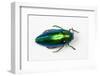 Jewel Beetle Sternocera Aequisignata in Bright Green-Darrell Gulin-Framed Premium Photographic Print