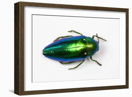 Jewel Beetle Sternocera Aequisignata in Bright Green-Darrell Gulin-Framed Photographic Print