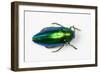 Jewel Beetle Sternocera Aequisignata in Bright Green-Darrell Gulin-Framed Photographic Print