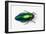 Jewel Beetle Sternocera Aequisignata in Bright Green-Darrell Gulin-Framed Photographic Print