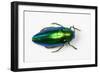 Jewel Beetle Sternocera Aequisignata in Bright Green-Darrell Gulin-Framed Photographic Print