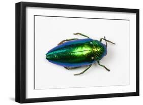 Jewel Beetle Sternocera Aequisignata in Bright Green-Darrell Gulin-Framed Photographic Print