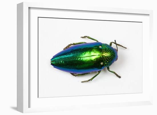 Jewel Beetle Sternocera Aequisignata in Bright Green-Darrell Gulin-Framed Photographic Print